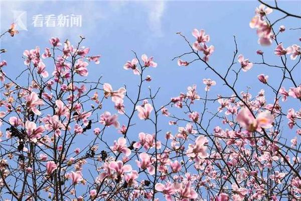 內蒙古金山500千伏輸變電工程第一階段投產啟動完成