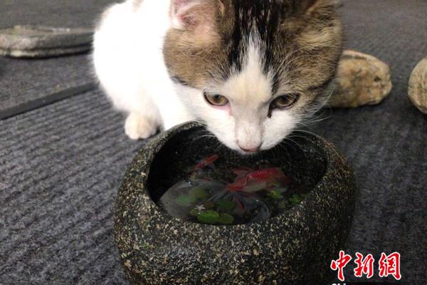 馬化騰與他的知乎之問